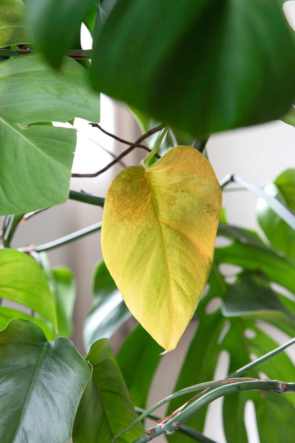 gule blader p&aring; planten